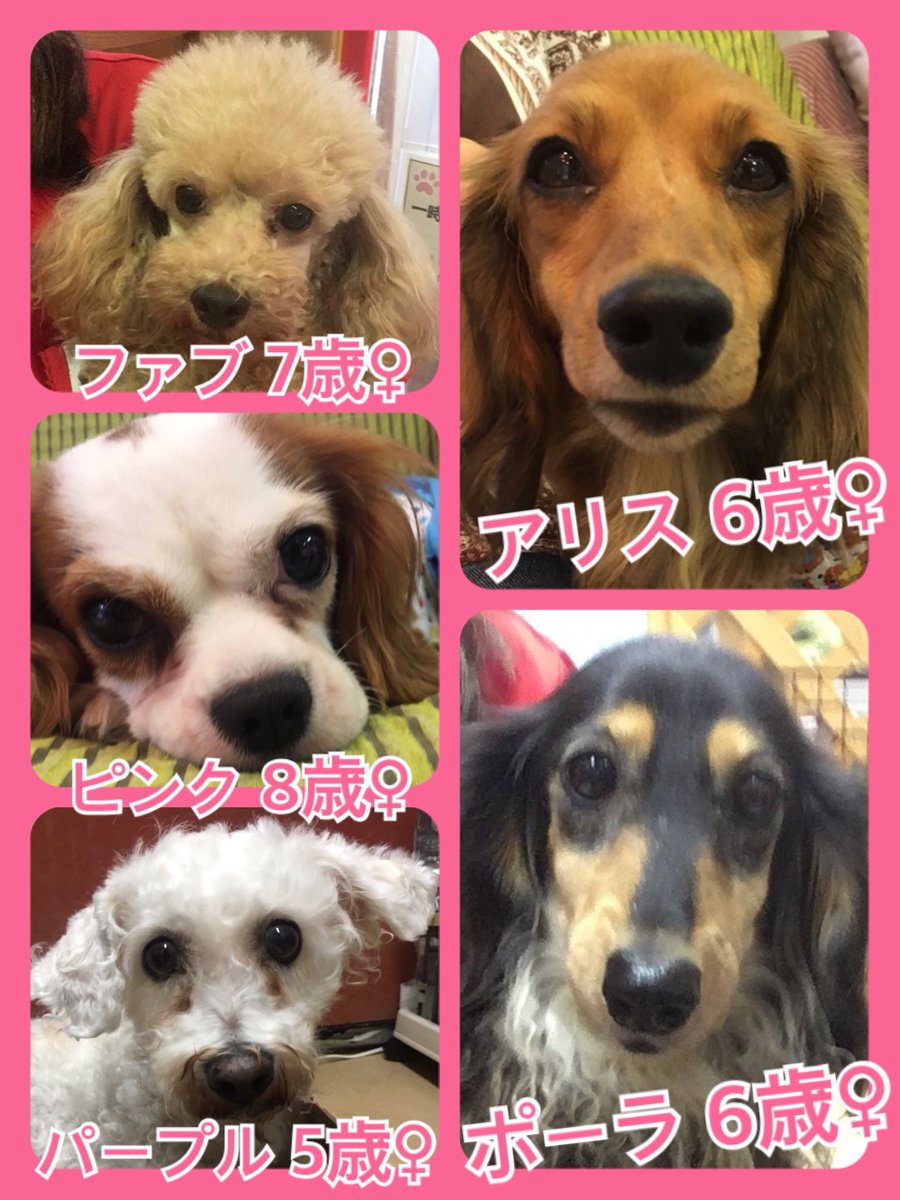 🐾今日の里親様募集中ワンコ🐶メンバーです🐾2019,8,29